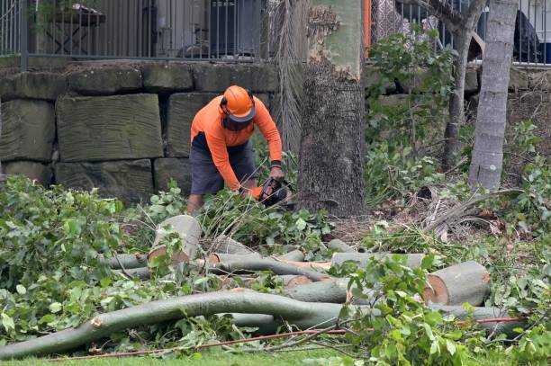 Professional Tree Services in Holland, TX